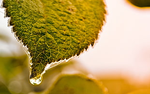 selective focus of green leaf with water drops